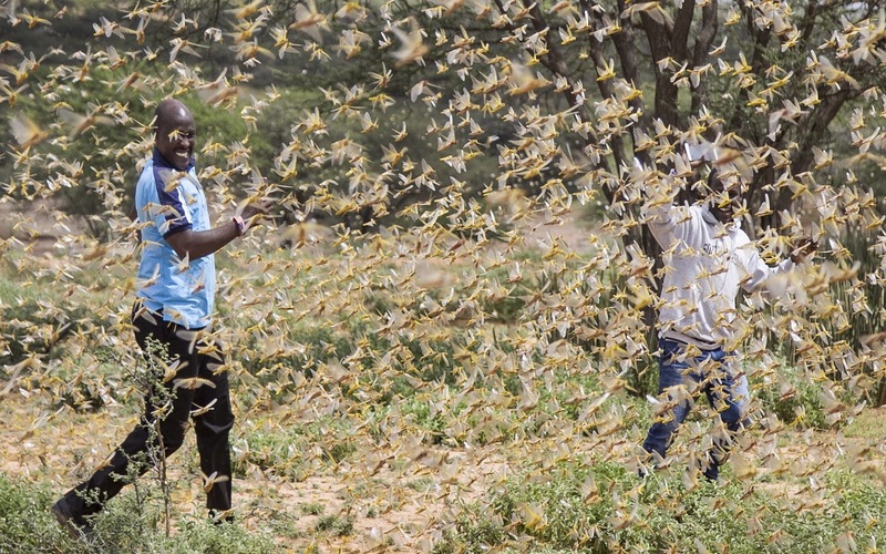 i2i News Trivandrum,food and fit,locust attack,locust swarms,north india,i2inews