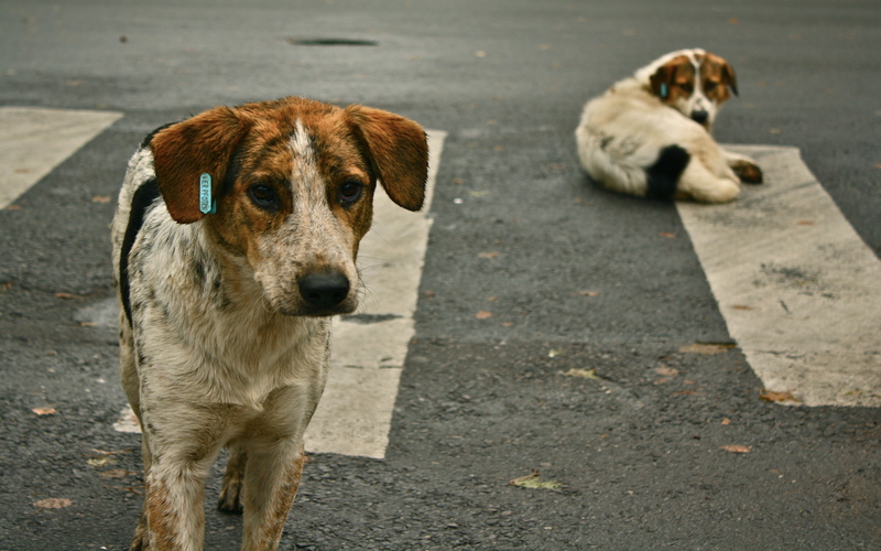 street dogs