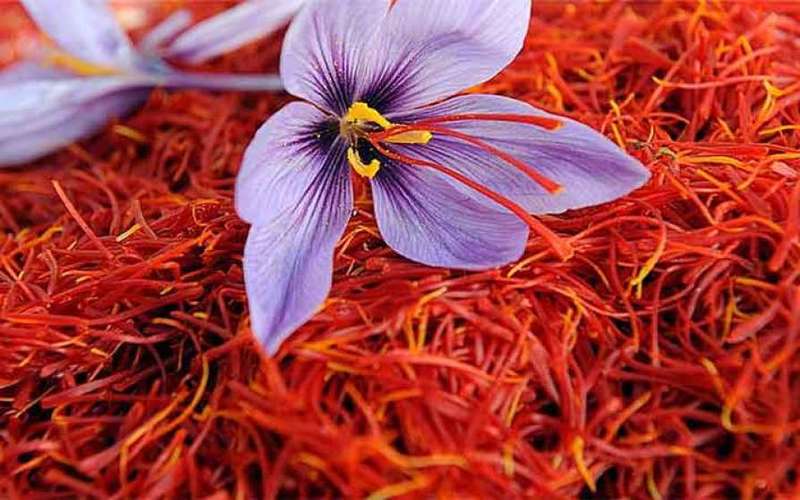 i2i News Trivandrum, saffron, pregnancy, foodnfit, i2inews 